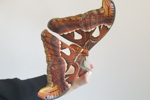 Atlas moth